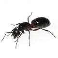Rossameise - Ameisen vernichten