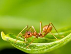 Nahaufnahme einer Ameise auf einem Blatt - Ameisen in der Wohnung bekaempfen