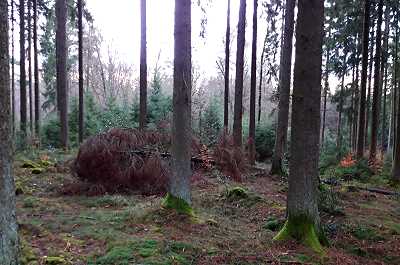 Sturmbruch im Fichtenwald - Fichte mit braunen Nadeln liegt am Boden