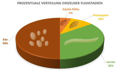 Diagramm zur prozentualen Verteilung der verschiedenen Flohstadien bei Katzenflöhen