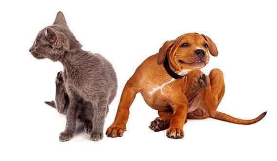 Ein Hund und eine Katze sitzen nebeneinander und kratzen sich.