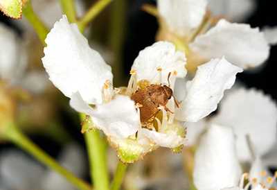 Himbeerkäfer auf einer Blüte