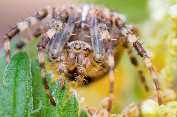 Macro einer Kreuzspinne von vorne - Spinnen vertreiben und bekämpfen