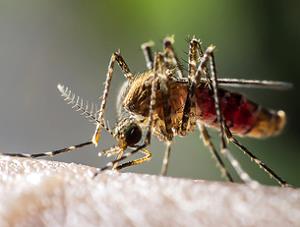 Mücke sticht in die Haut eines Menschen - Nahaufnahme