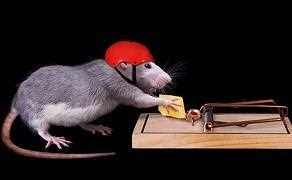 Ratte mit Sturzhelm bei einer Rattenfallen - Rattenplage bekämpfen
