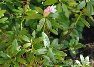 Schadbild an einem Rhododendron an den Blättern