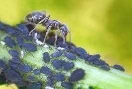Ameise melkt Blattläuse - Ungeziefer im Haus