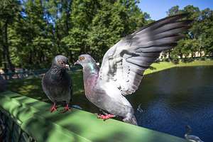 Zwei Tauben auf einem grünen Brückengeländer