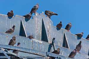 Tauben auf einem Dachsims 