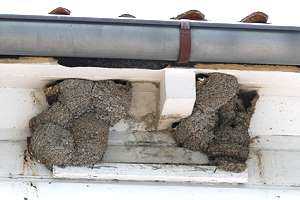Mehlschwalbennester  unter Dachtraufe