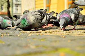 Tauben laufen auf dem Boden und suchen Futter