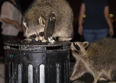 Zwei Waschbären an einer Mülltonne
