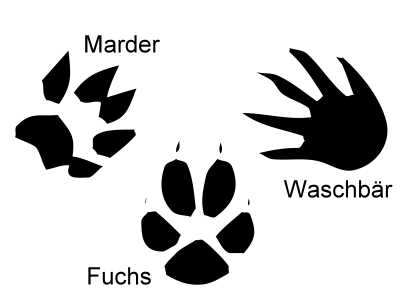 Fußspuren von Waschbär, Marder und Fuchs im Vergleich