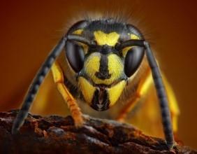Wespenkopf als Makro - wie kann man sich gegen Wespen wehren?