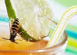 Wespe im Trinkglas - Was tun gegen wespen?